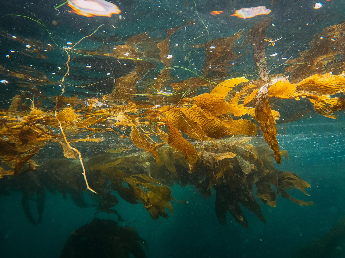 Sea moss vs other seaweeds